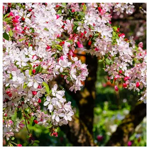 20 Crab Apple Trees 40-60cm Native Malus Hedging, Make your own Cider & Jelly 3FATPIGS