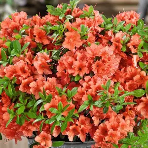 Azalea Geisha Orange - Evergreen Shrub, Exquisite Orange Blooms (20-30cm Height Including Pot)