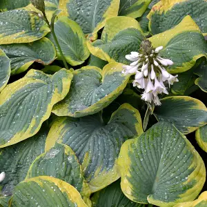 Hosta 'Olive Bailey Langdon' -  3 bare root plants (Size 1)