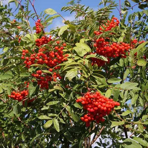 Mountain Ash Rowan Tree Outdoor Sorbus Aucuparia Ornamental 12L Pot 1.5m - 1.8m