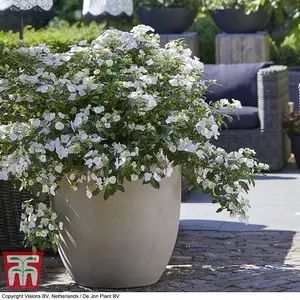 Hydrangea macrophylla Runaway Bride (13cm Potted Plant) 1 Litre Potted Plant x 2