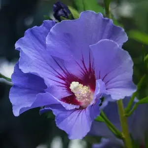 Marina Tree Hollyhock Outdoor Shrub Plant Hibiscus Syriacus 2L Pot