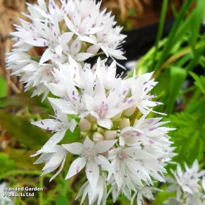 Allium Graceful Beauty 12 Bulbs