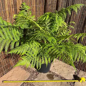 Australian Fern Tree - Dicksonia Antarctica - 10 Litre Pot x 1