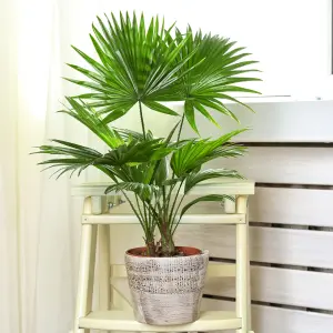 Livistona Palm - Elegant and Tropical Indoor Plant for Interior Spaces (80-90cm Height Including Pot)