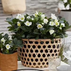 Helleborus Christmas Carol 12cm Potted Plant x 3