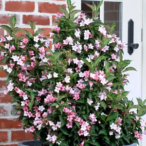 Weigela Apple Blossom Garden Plant - Pink and White Blooms, Compact Size (20-30cm Height Including Pot)