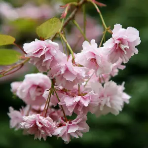 Kiku-shidare-zakura Flowering Cherry Blossom Tree Prunus Bare Root 1.2m