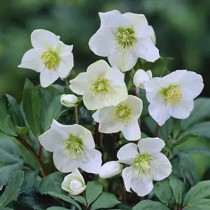 Helleborus Christmas Carol Hellebore Christmas Rose 3 Plants in 12cm Pots