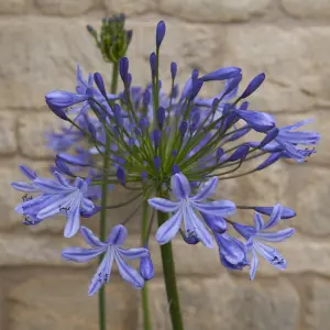 Agapanthus Blue' (African Lily) in 9cm Pot