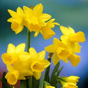 25 x Daffodil Tete a Tete Spring Bulbs - Yellow Dwarf Narcissus Flowering Perennials - Grow in Beds, Borders & Patio Pots