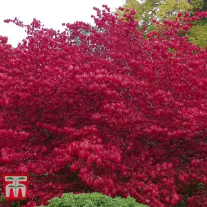 Euonymus Alatus Compactus 3.6 Litre Potted Plant 25-30cm x 2