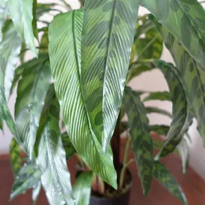 90cm Artificial Calathea Plant Variegated