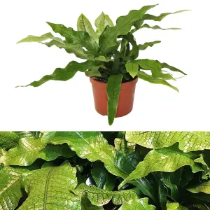 Microsorum Crocodyllus Fern - Crocodile Fern in 12cm Pot - Easy to Maintain