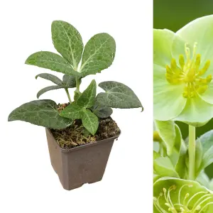 1 x Helleborus White Marble Christmas Rose Plant in 9cm Pot - Autumn Winter Flowering Outdoor Garden Perennial Ready to Plant