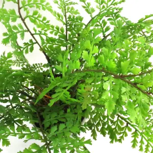 Artificial Fern Plant Pot Royal Fern 30cm Leaf Design UK Realistic Plants Botanik