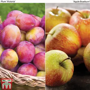 Grow Your Own Fruit Apple & Plum Collection -  2 bare root trees