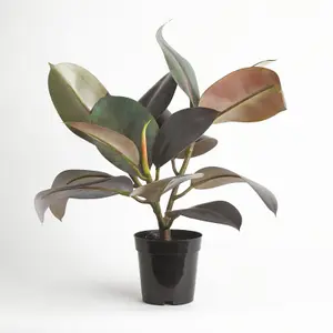 Bloom Artificial Rubber Plant in Nursery Pot - Faux Fake Realistic Houseplant Floral Home Decoration - Measures H50cm x W40cm