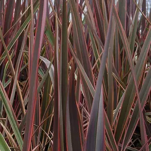 Maori Queen New Zealand Flax Outdoor Shrub Plant Phormium 3L Pot