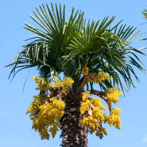 Fan Palm Tree - Trachycarpus fortunei 10 Litre Potted Plant x 1