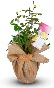 Golden Wedding Rose - 50th Anniversary Rose Bush - Gift Wrapped Golden Anniversary Rose