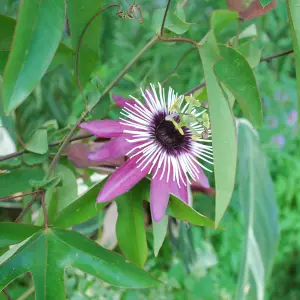 Passiflora Victoria Garden Plant - Exotic Blooms, Compact Size (20-30cm Height Including Pot)