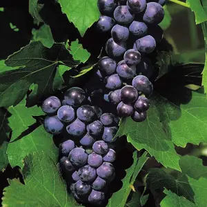 Black Grape Plant - Grow Your Own Fruit Plant, Ideal for Keen Gardeners (20-30cm Height Including Pot)