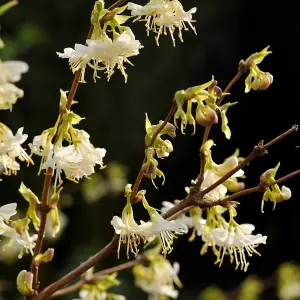 Winter Honeysuckle Shrub Plant Lonicera Fragrantissima 12L Pot 60cm - 100cm