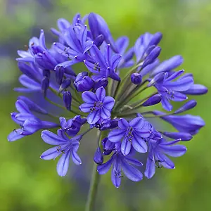 Agapanthus 'Blue' African Lily in a 9cm Pot (Pack of 2)