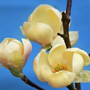 Honey Tulip Tree Outdoor Ornamental Flowering Magnolia12L Pot 1.5m - 1.8m