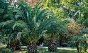 1 x Phoenix Canary Palm Tree 1.5 Litre Potted Plant  - Tropical Style - Ideal for Patio Containers