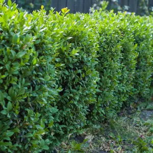 50 Common Box / Buxus Sempervirens 10-20cm Tall Evergreen Hedging Plants In 9cm Pots 3FATPIGS