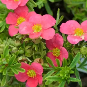 Bellissima Shrubby Cinquefoil Shrub Plant Potentilla Fruticosa 2L Pot