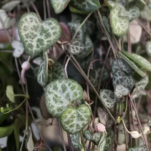 Ceropegia linearis woodii - String of Hearts in 12cm Pot - Trailing Indoor Plant