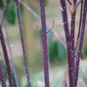 Cornus Kesselringii - Deciduous, Red-Purple Leaves, Compact Size (20-30cm Height Including Pot)