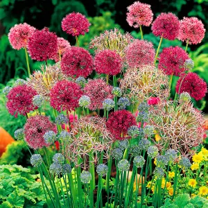 Allium Mixed Flowering Bulbs - Diverse Blooms (25 Pack)