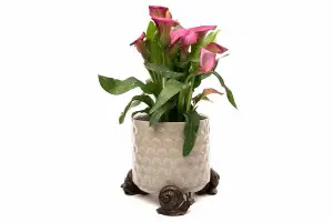 Snail Plant Pot Feet - Set of 3