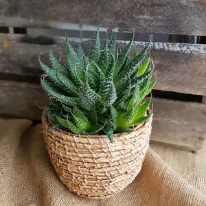 Ceramic Woven Texture Indoor Plant Pot H9cm