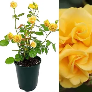 Golden Climbing Rose in 3L Pot - Add Colour to Your Garden