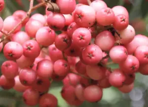 Direct Plants Sorbus Pink Kirsten Mountain Ash Tree 5-6ft Supplied in a 7.5 Litre Pot