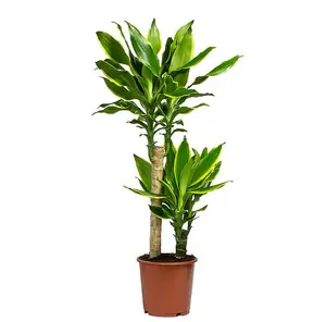 House Plant - Palm - Gold Coast - 17 cm Pot size - 70-90 cm Tall - Dracaena Fragrans Golden Coast - Indoor Plant