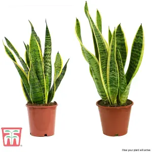 Sansevieria trifasciata var. laurentii - Snake Houseplant  x 1 (19cm Pot)