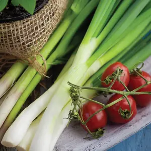 Spring Onion White Lisbon 1 Seed Packet (500 Seeds)