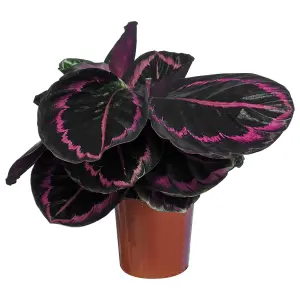 Calathea Surprise Star - Exotic Foliage, Indoor Houseplant (14cm, 25-35cm)