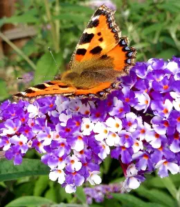 Buddleja 'Berries and Cream' Shrub in 9cm Pot - Lovely Two-Toned Flowers