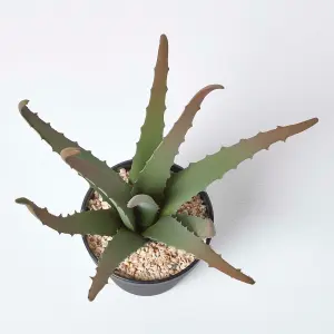 Homescapes Aloe Vera Artificial Succulent in Black Pot, 30 cm Tall