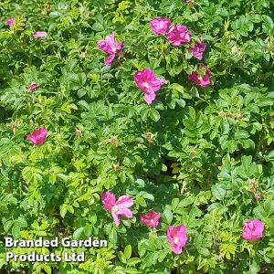 Rose Rugosa Rubra 2 Litre Potted Plant x 1