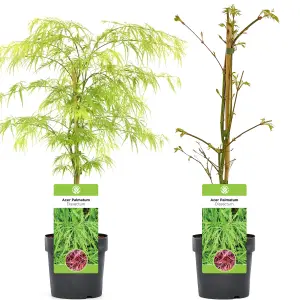 Acer Dissectum - Graceful Weeping Foliage, Outdoor Plant, Ideal for Gardens, Compact Size (50-70cm Height Including Pot)