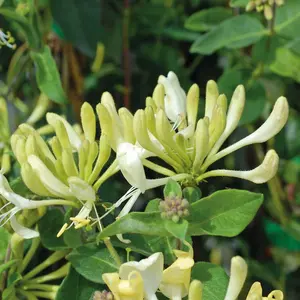 Honeysuckle Lonicera Scentsation 3 Litre Potted Plant x 2