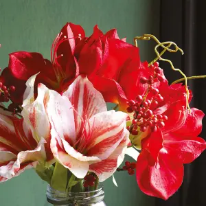 Bloom Artificial Amaryllis and Berry Arrangement in Vase - Faux Realistic Flower Centrepiece Floral Home Decoration - H40 x W30cm